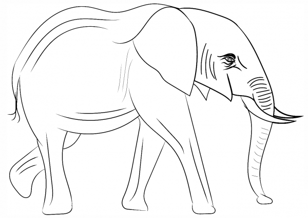 African Elephant coloring page image