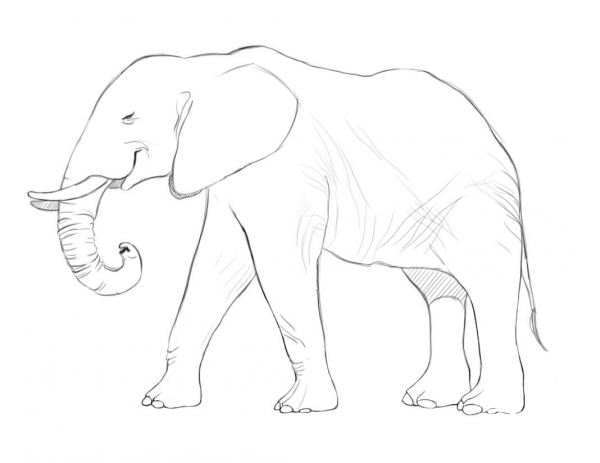 African Elephant coloring page image