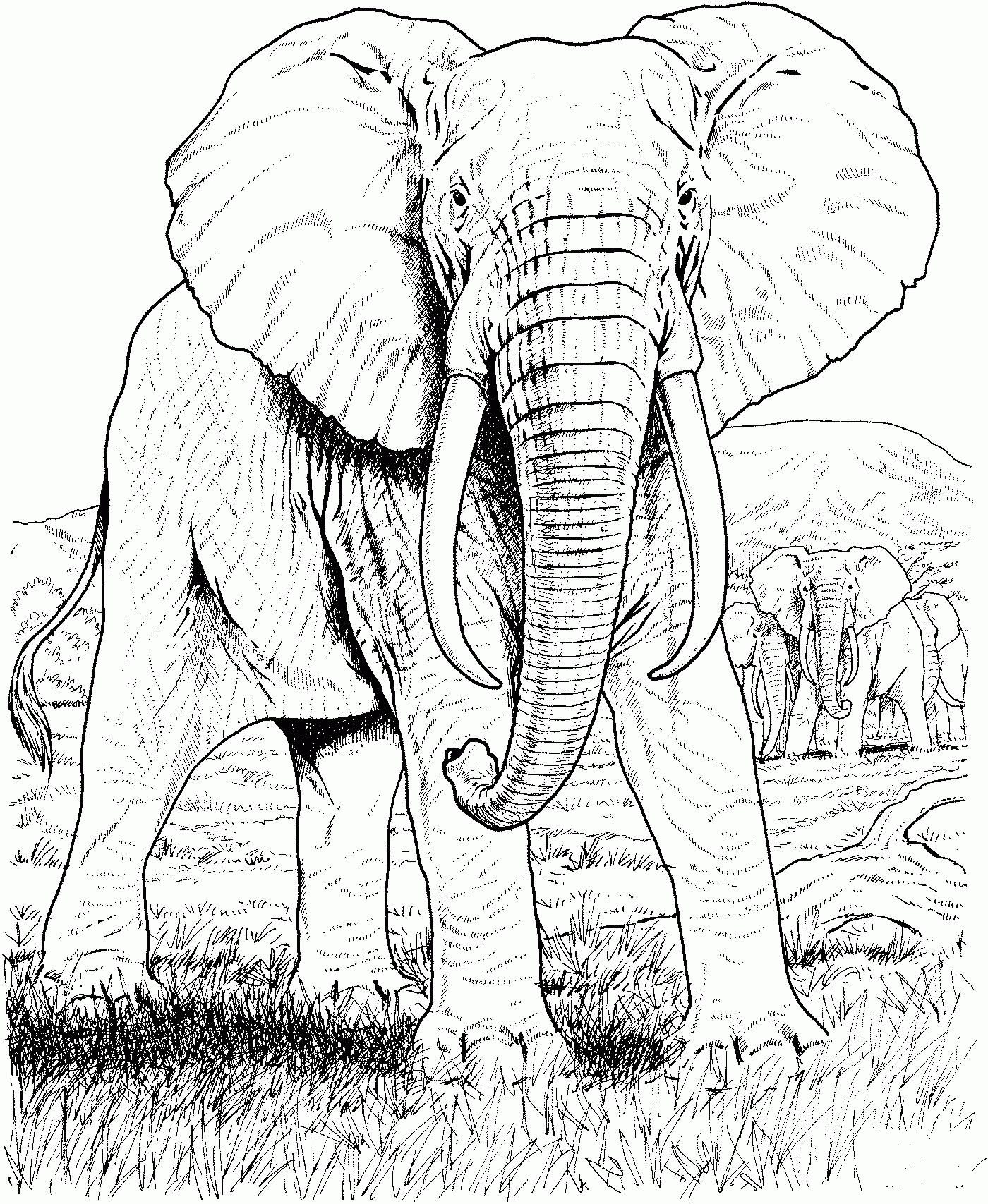 African Elephant coloring page - ColouringPages