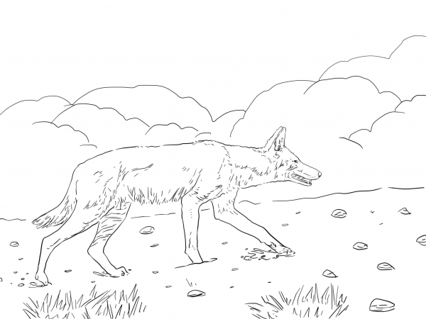 African Ethiopian Wolf coloring page image