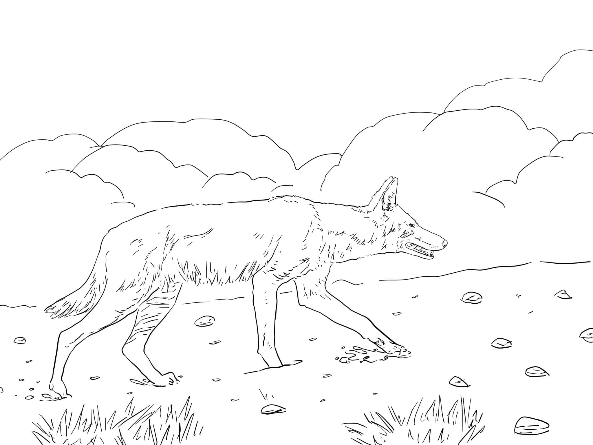 African Ethiopian Wolf coloring page - ColouringPages