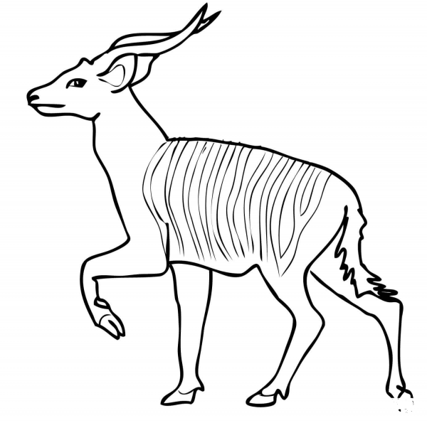 African Forest Antelope Bongo coloring page image