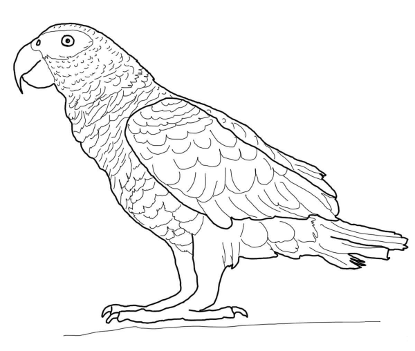 African Gray Parrot coloring page image