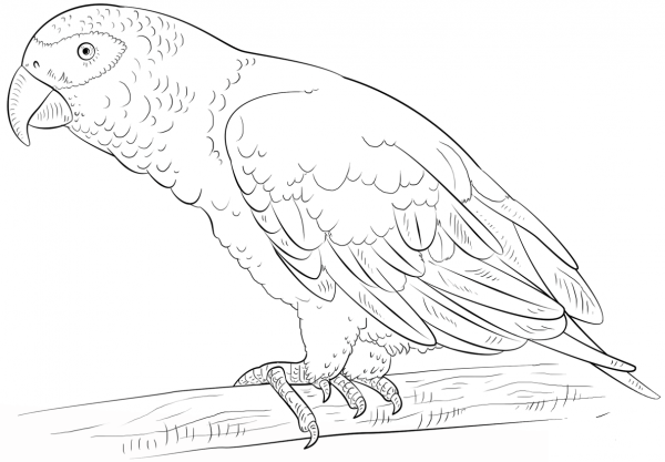 African Grey Parrot coloring page image