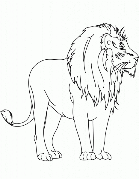 African Lion coloring page image