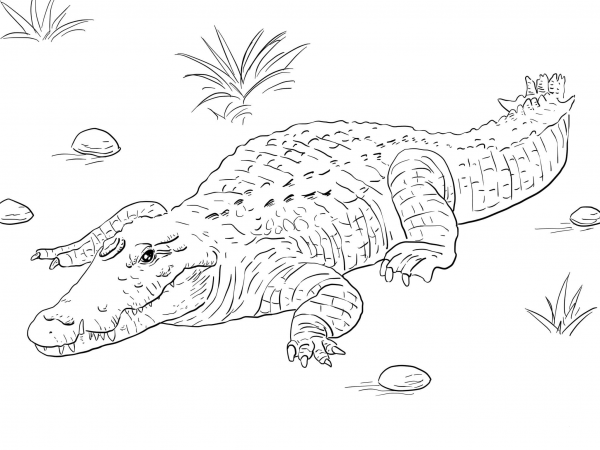African Nile Crocodile coloring page image