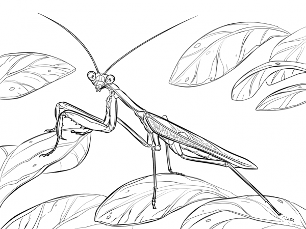 African Praying Mantis coloring page image