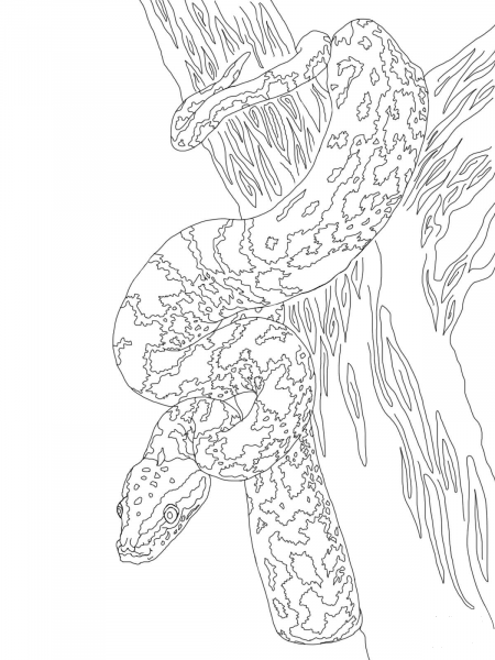 African Rock Python coloring page image