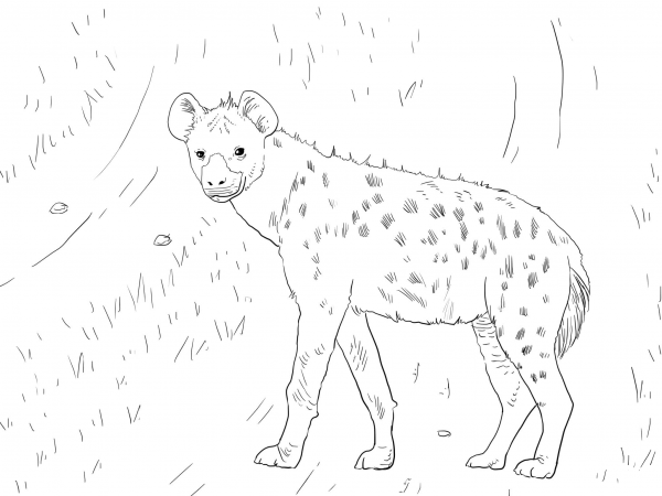 African Spotted Hyena coloring page image