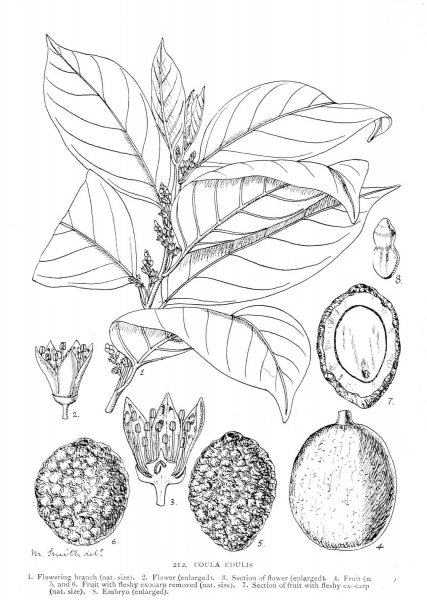 African Walnut coloring page image