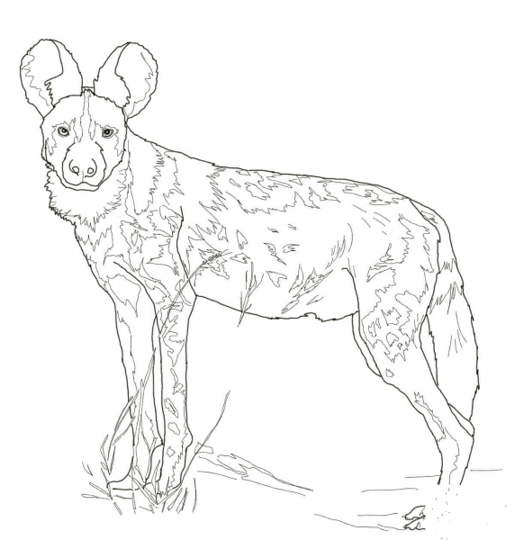 African Wild Dog coloring page image