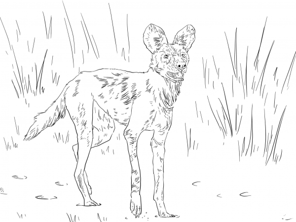 African Wild Dog or Ornate Wolf coloring page image