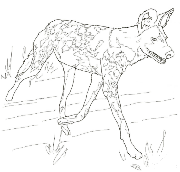 African Wild Dog or Painted Hunting Dog coloring page image