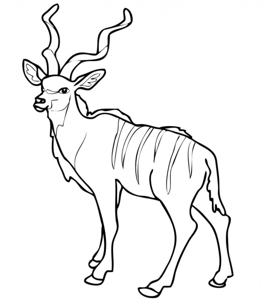 African Woodland Antelope Kudu coloring page image