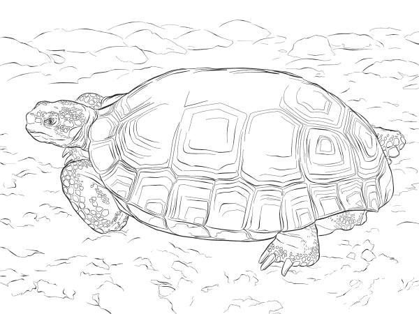 Agassizs Desert Tortoise coloring page image