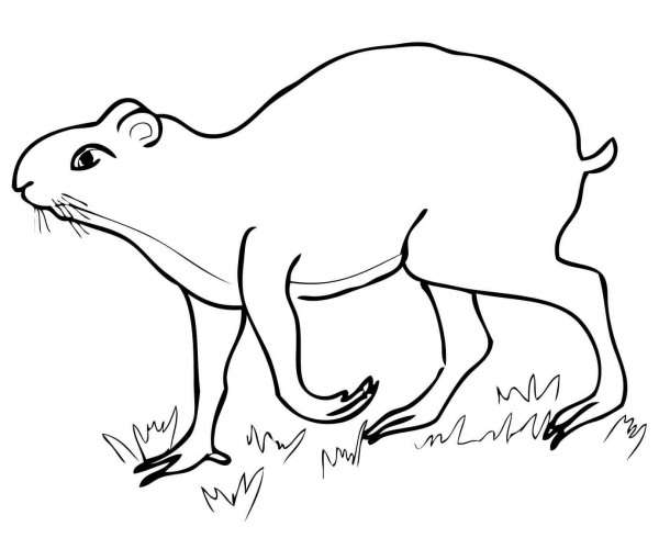 Agouti coloring page image