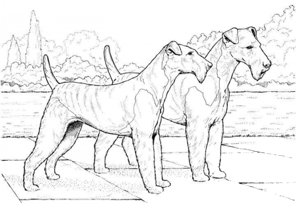 Airedale Terrier  coloring page image