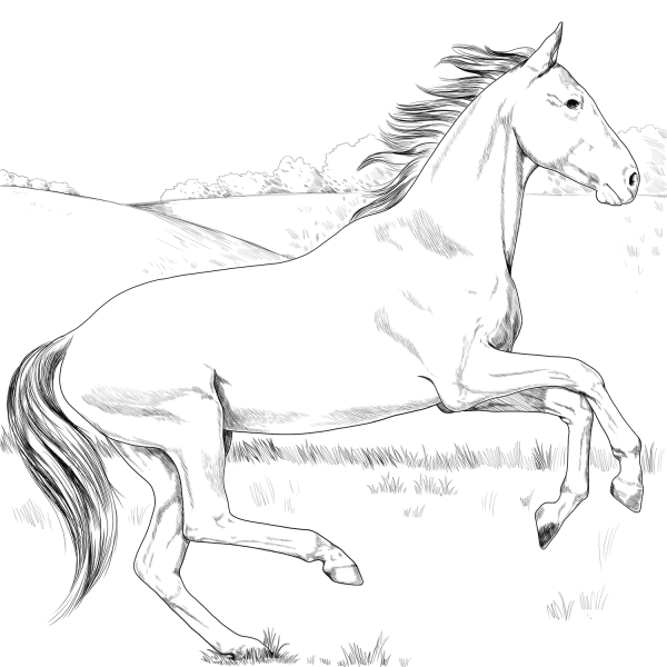 Akhal Teke Horse coloring page image