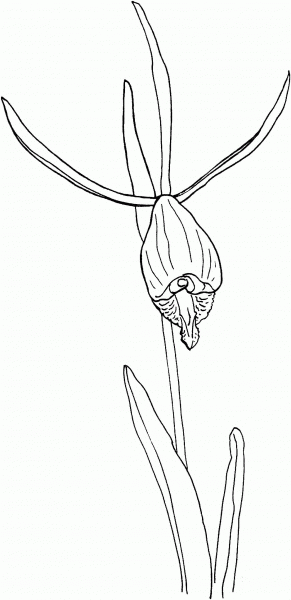 Cleistes Divaricata Rosebud Orchid coloring page image