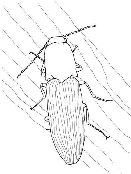 Click Beetle coloring page image