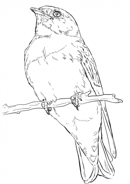 Cliff Swallow coloring page image