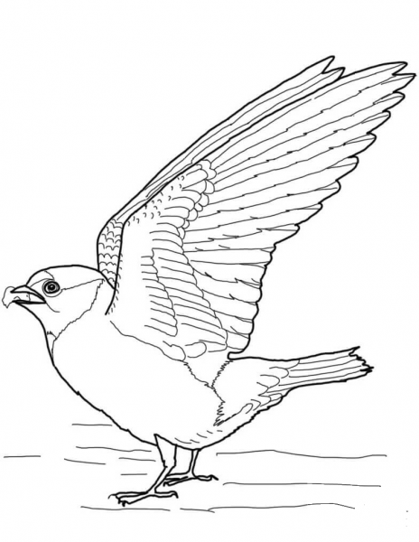 Cliff Swallow coloring page image