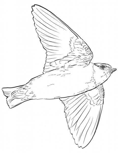 Cliff Swallow in Flight coloring page image