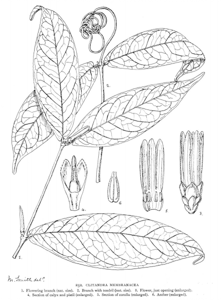 Clitandra Membranacea coloring page image