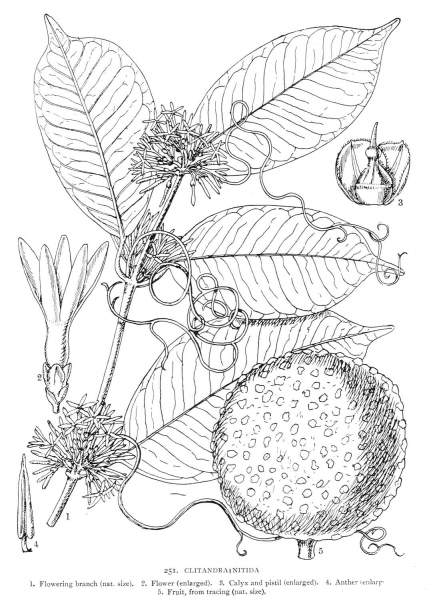 Clitandra Nitida coloring page image