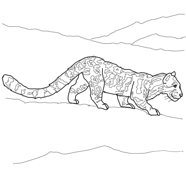 Clouded Leopard coloring page image