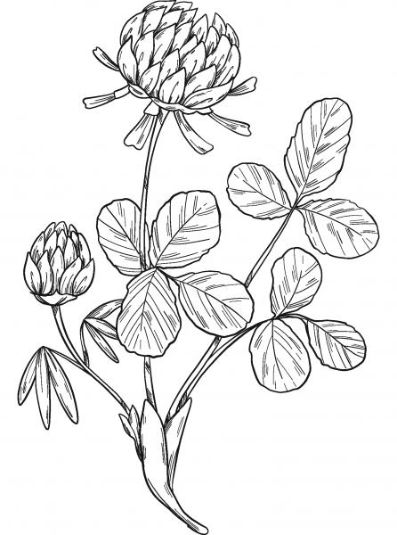 Clover coloring page image