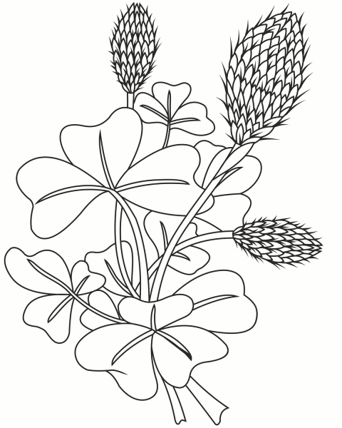 Clover coloring page image