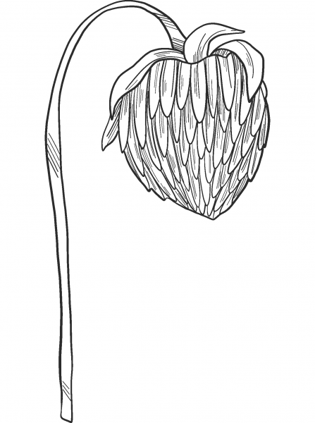 Clover Flower coloring page image