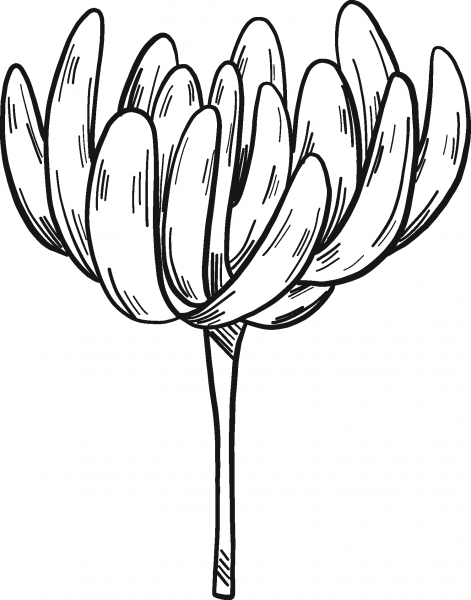 Clover Flower coloring page image