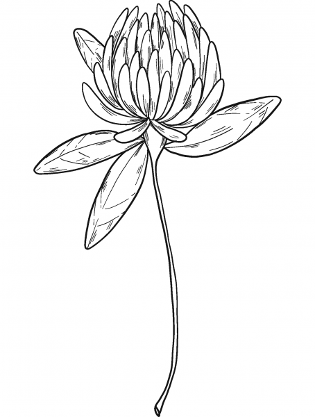 Clover Flower coloring page image
