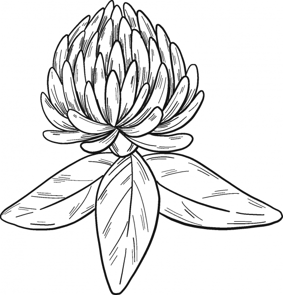 Clover Flower coloring page image