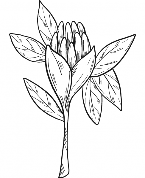Clover Flower coloring page image