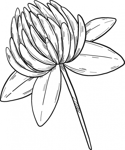 Clover Flower coloring page image