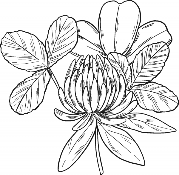 Clover Flower coloring page image
