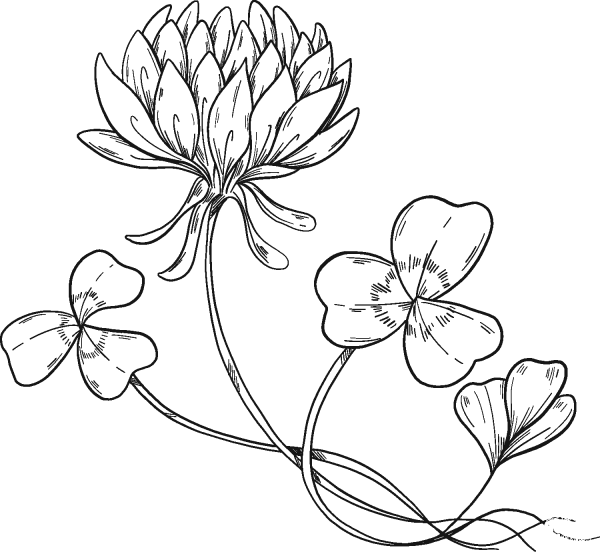 Clover Flower coloring page image