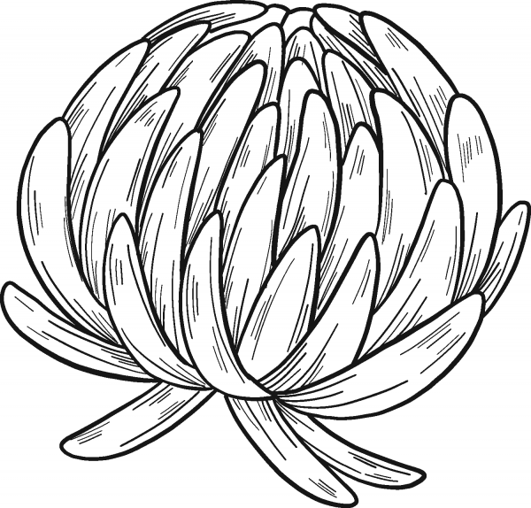Clover Flower coloring page image