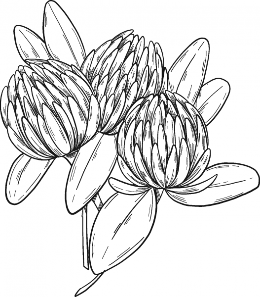 Clover Flowers coloring page image