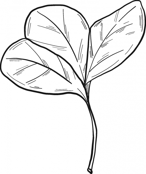 Clover Leaves coloring page image