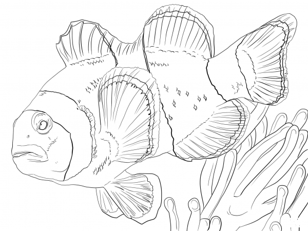 Clown Anemonefish coloring page image