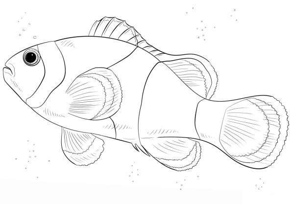 Clown Fish coloring page image