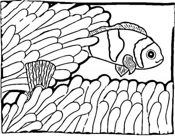Clown Fish  coloring page image