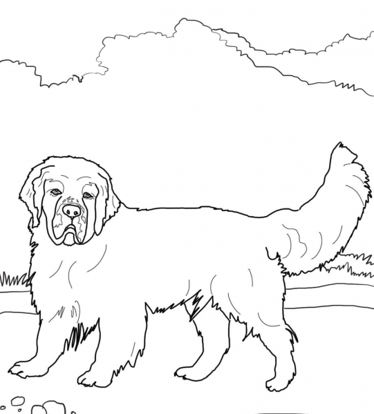 Clumber Spaniel coloring page image