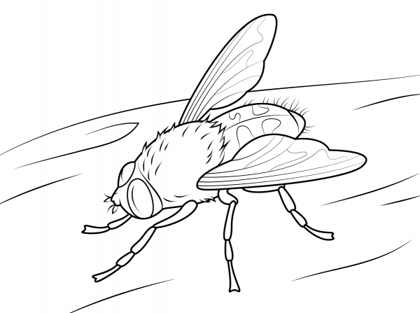 Cluster Fly coloring page image