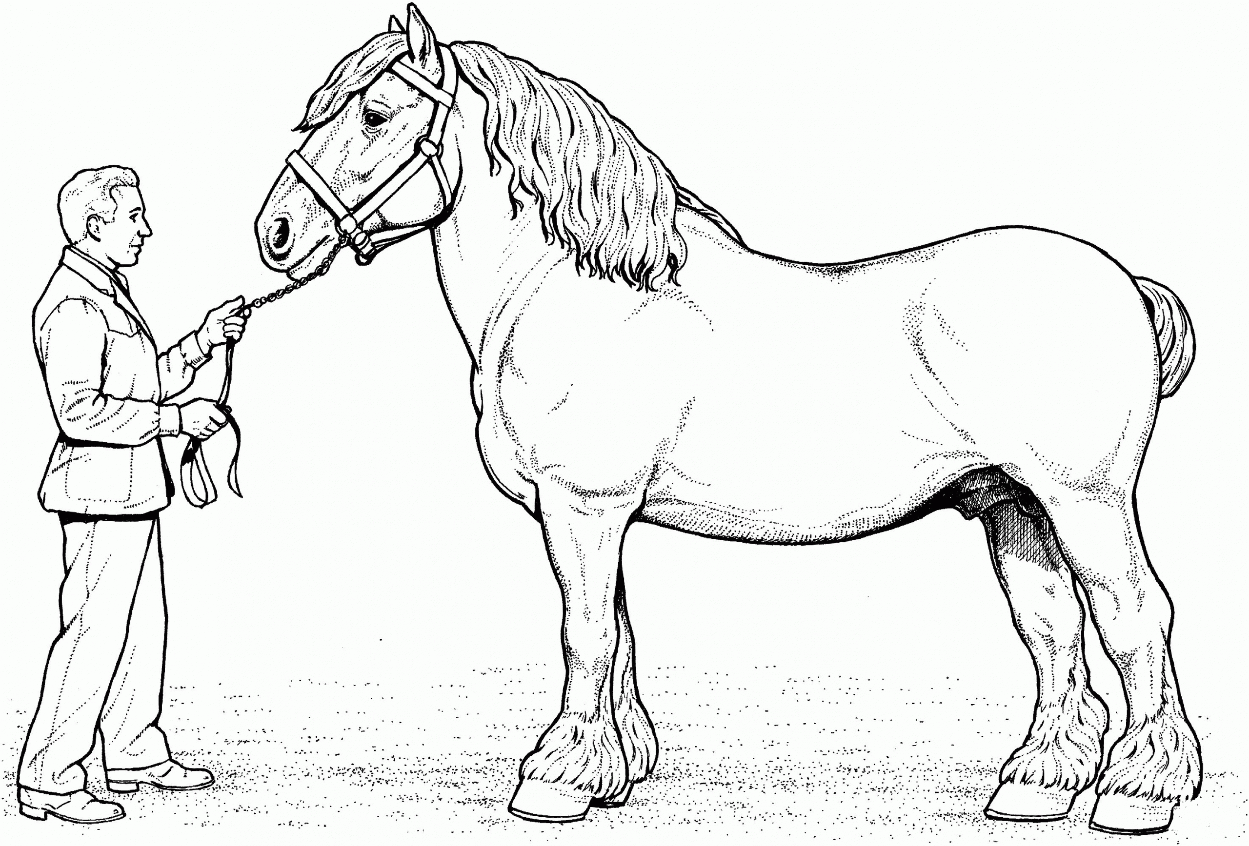 Clydesdale Horse coloring page - ColouringPages