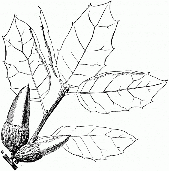 Coast Live Oak coloring page image